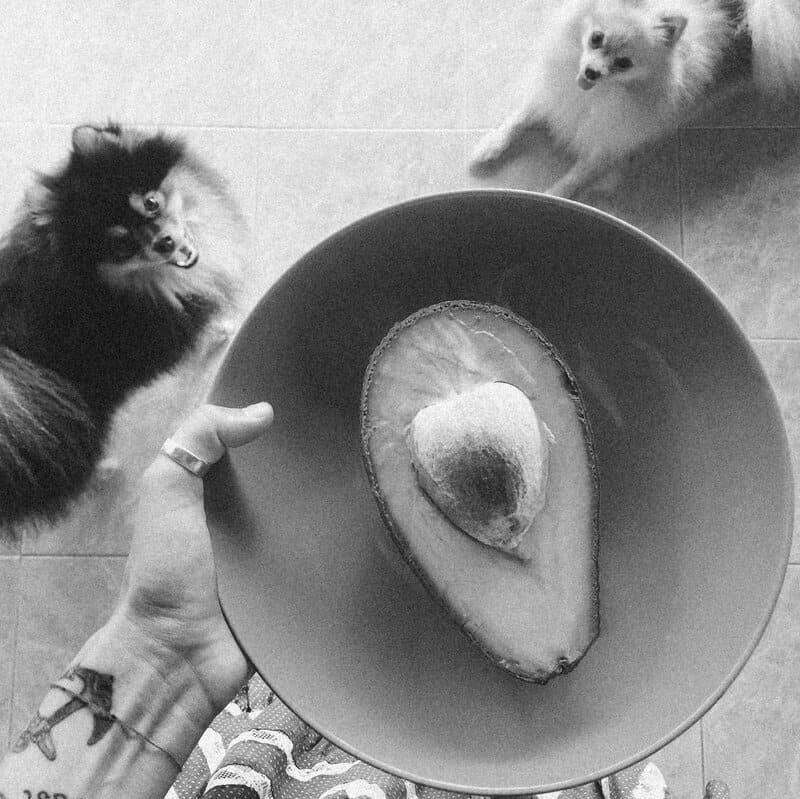 Why Vets Cringe at These 29 Popular Pet Products