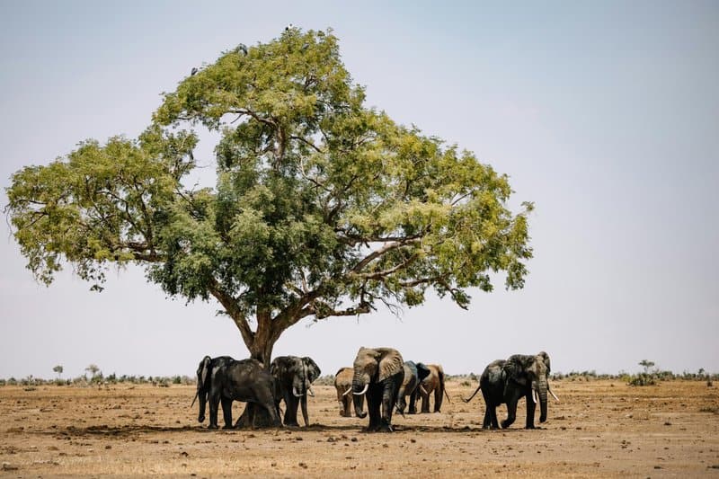 The Elephant Graveyards Are Real—And Scientists Finally Know Why They Exist