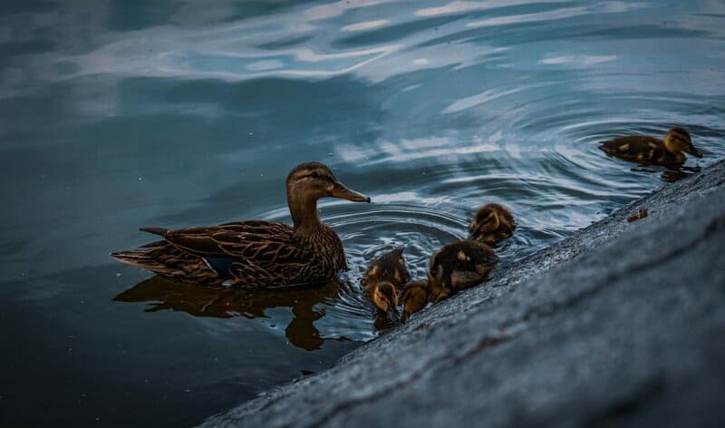 29 Species That Are Thriving Because of Human Activity (Not All News Is Bad)