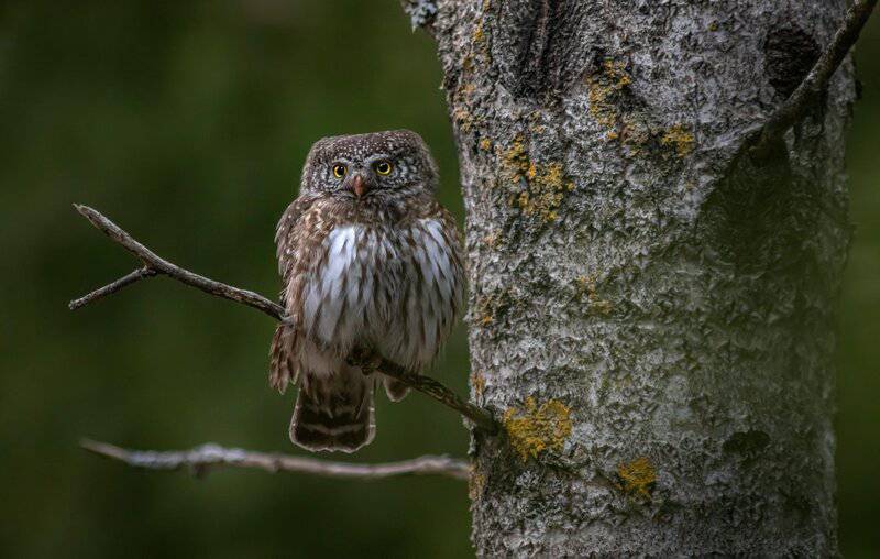How Animals See the World — 26 Vision Secrets That Will Change(03)