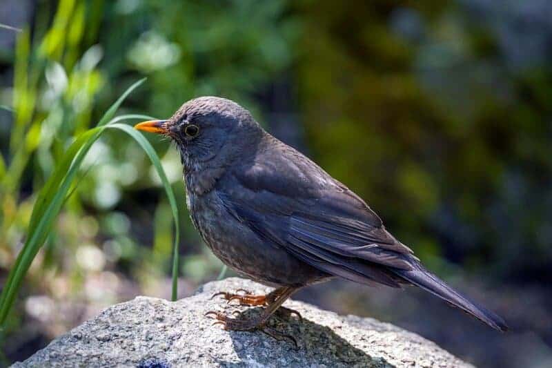 I Followed Migrating Birds for 3 Years: 24 Mind-Blowing Navigation Secrets They Use