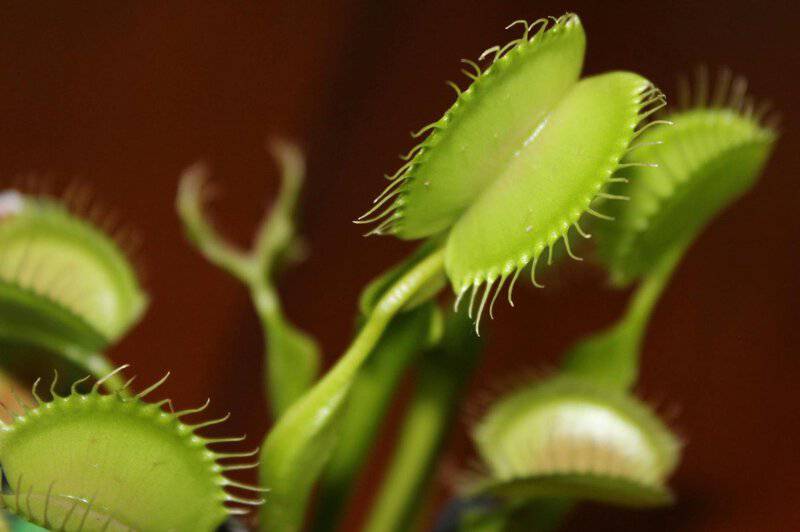 5 Surprising Ways Plants Taste Their World (Plus 22 Species That Do It Best)
