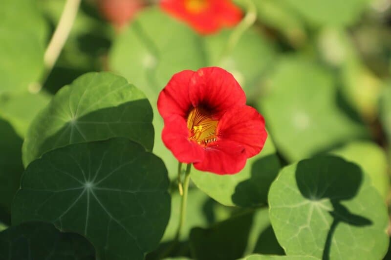 30 Highly Useful Plants To Add To Your Garden