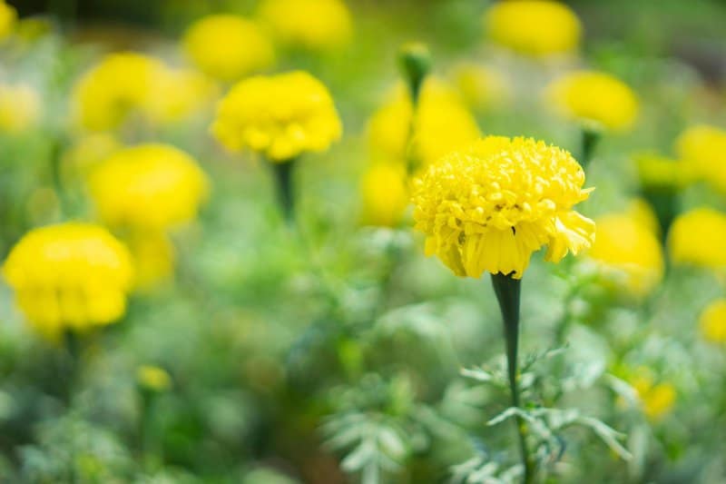 25 Plants That Literally Talk to Each Other (And How They Do It)