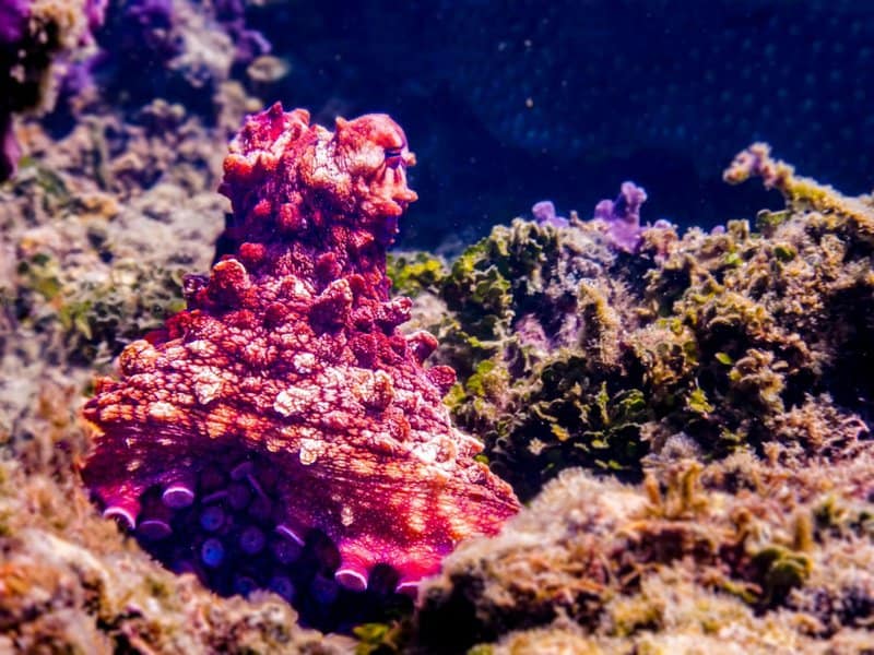 29 Animals That Can Regrow Lost Body Parts Throughout Their Lives