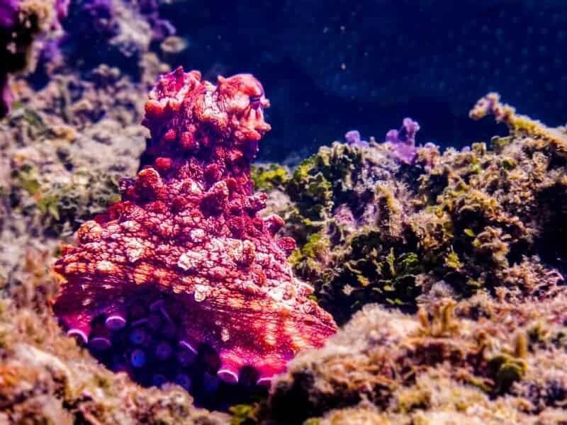 The Animal Mafia: 27 Species Running Criminal Empires Right Under Our Noses