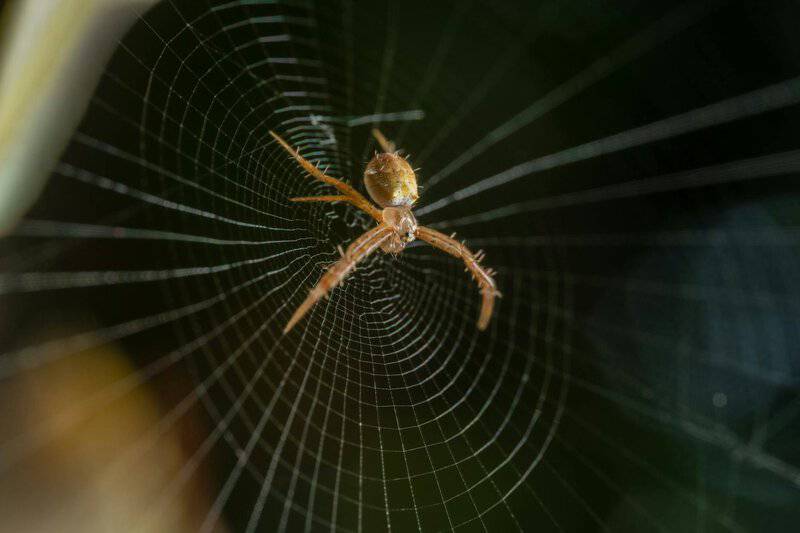 25 Brilliant Engineering Solutions Nature Invented First