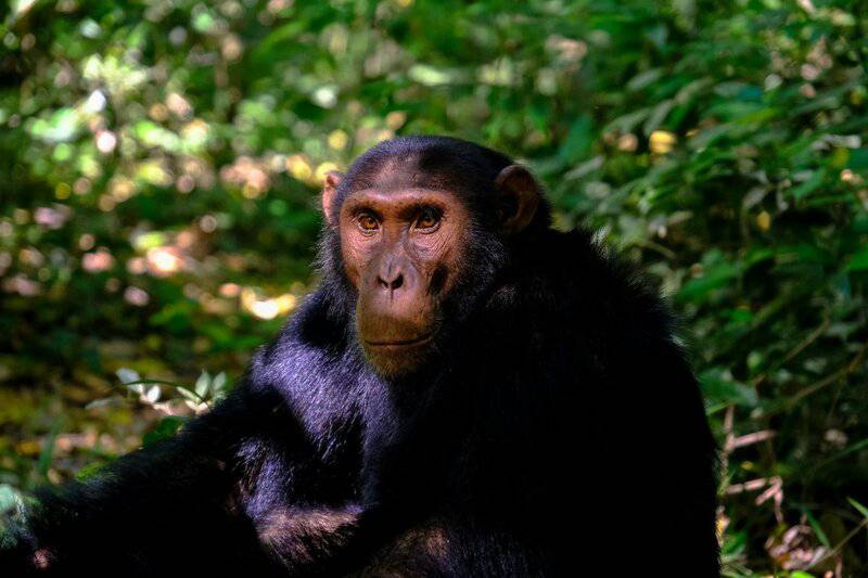 9 Animals With the Closest Genetic Link to Humans