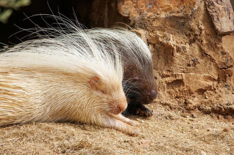 23 Creatures That Dogs Can&#8217;t Stand