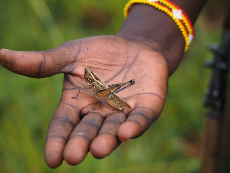 The Amazing World of Insects: 33 Shocking Truths About the World&#8217;s Most Abundant Animals