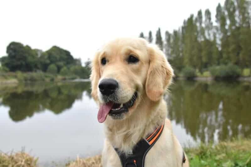 The Best Emotional Support Animals For People With Anxiety