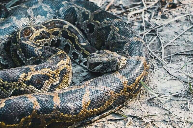 23 Common Pets Are Racing Toward Extinction (But 3 Incredible Success Stories Show the Fight Isn&#8217;t Over)