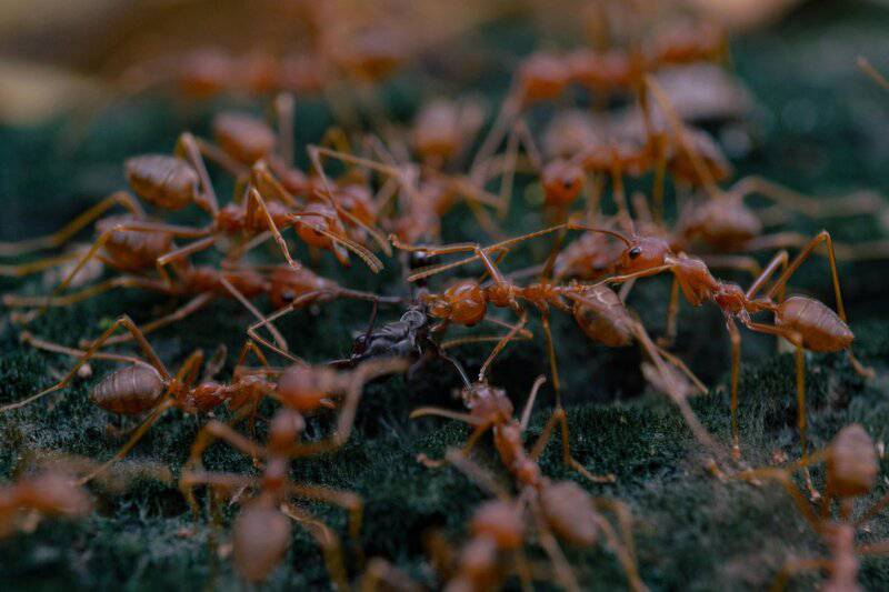 15 Animal Behaviors That Are Surprisingly Scientific