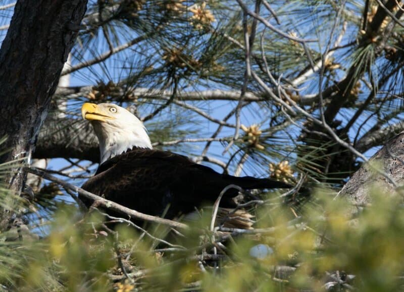 32 Animals That Are Surprisingly Good Parents
