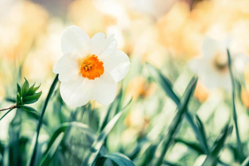 Popular Houseplants That Are Surprisingly Toxic to Pets and Children