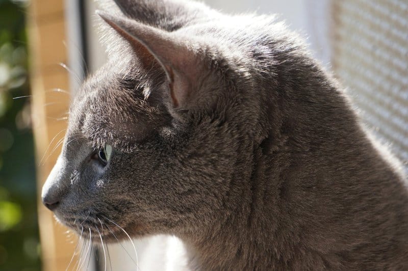 25 Animals That Could Easily Take Over the World (If They Wanted To)