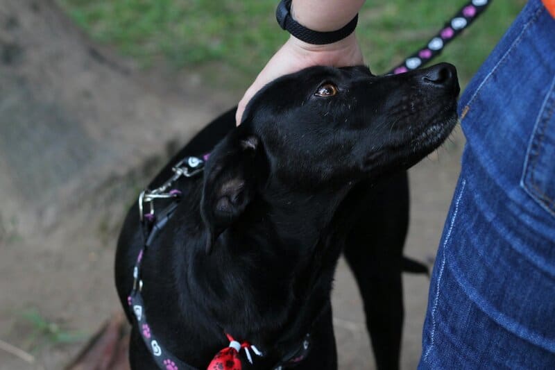 Is Your Dog Trying to Tell You Something? 32 Behaviors and What They Really Mean