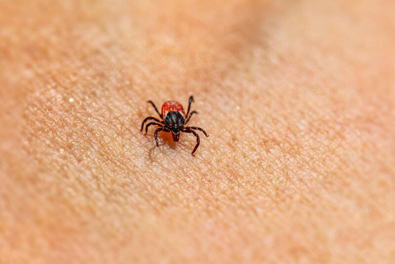 Shocking Discovery: Multiple Tick Species Can Trigger Deadly Red Meat Allergy — 25 Critical Facts That Could Save Your Life