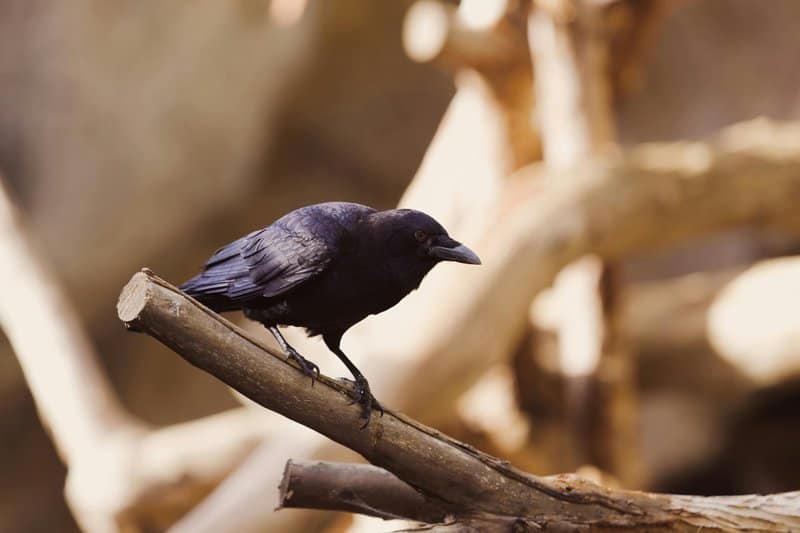 Why Everything You Learned in Biology Class Is Outdated — 28 Recent Discoveries That Rewrote the Rules