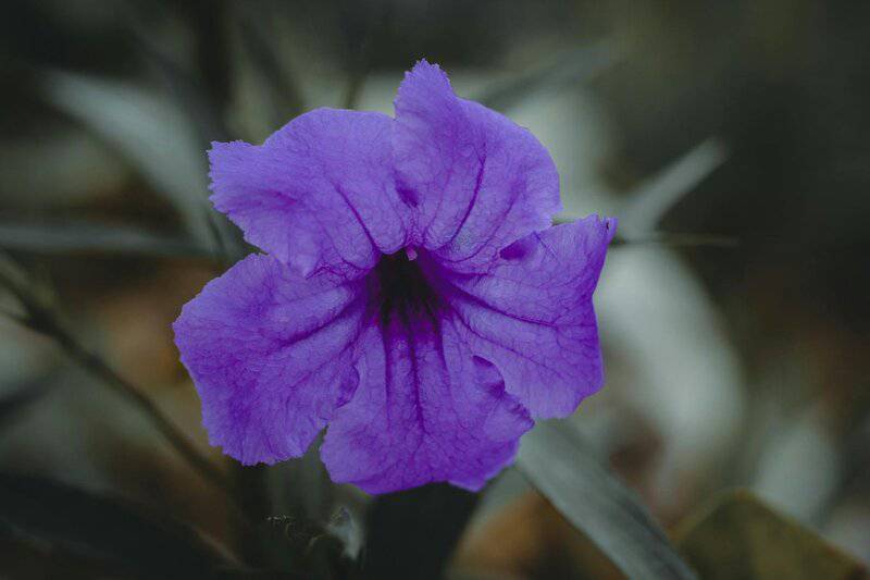 26 Plants That See Colors Humans Can&#8217;t Even Imagine