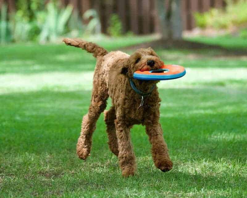 12 Hypoallergenic Dog Breeds for Allergy Sufferers, and 5 That May Cause Reactions