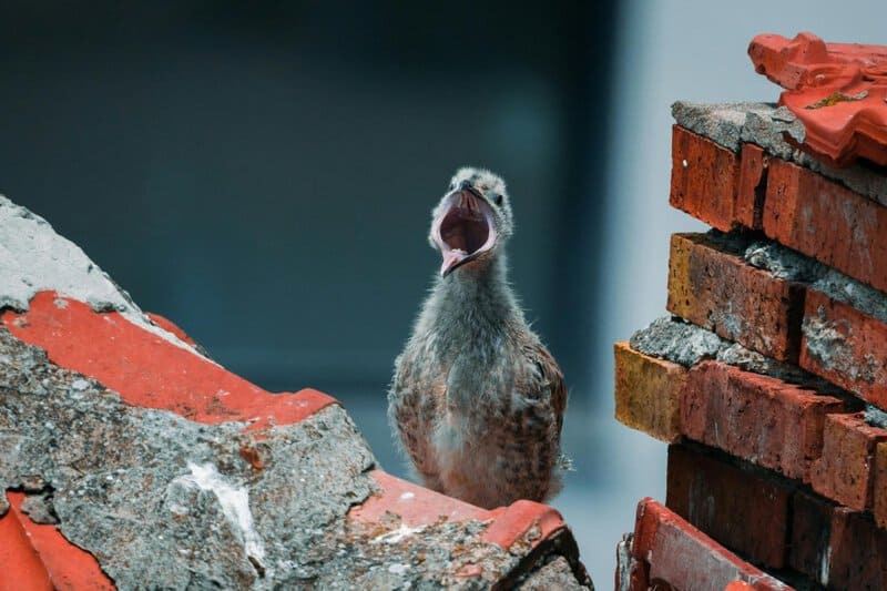 Birds Were Nesting in the Arctic 73 Million Years Ago — And They Lived Alongside Dinosaurs