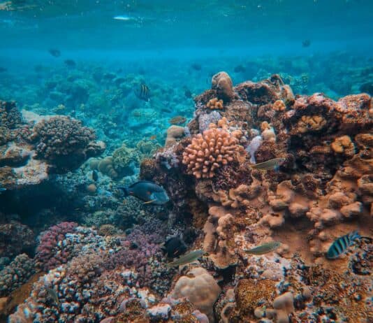 The Great Barrier Reef’s Chemical Conversations: How Coral, Fish, and Algae Talk Underwater