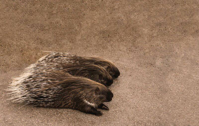 These Wild Animals Look Adorable Until They Turn on Their Owners (And It Always Happens)