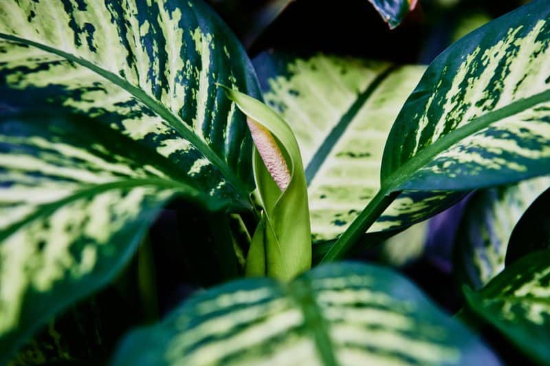 Popular Houseplants That Are Surprisingly Toxic to Pets and Children