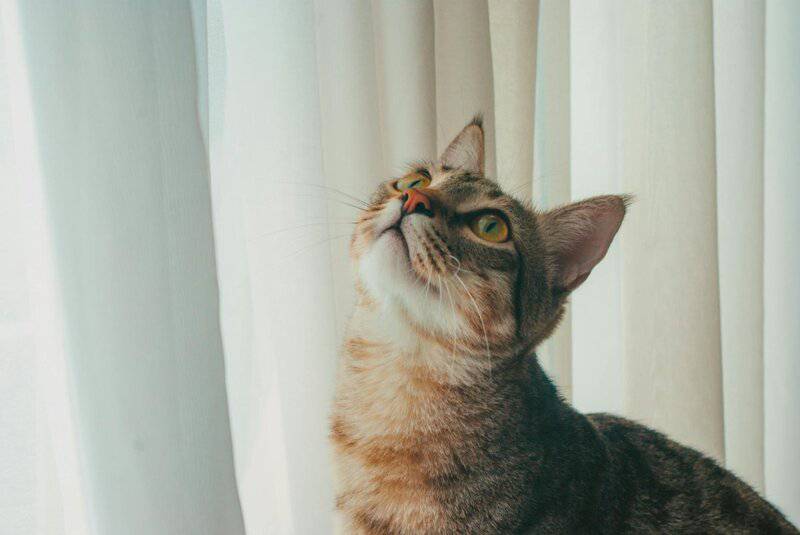 These Popular Cat Myths Are So Wrong, It&#8217;s Actually Dangerous for Your Pet