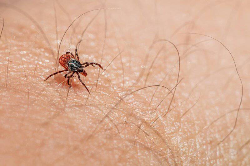 Shocking Discovery: Multiple Tick Species Can Trigger Deadly Red Meat Allergy — 25 Critical Facts That Could Save Your Life