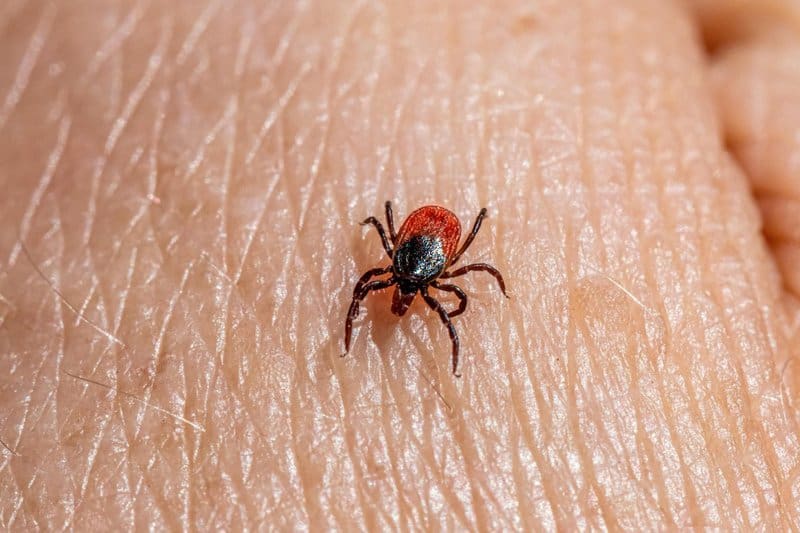 Shocking Discovery: Multiple Tick Species Can Trigger Deadly Red Meat Allergy — 25 Critical Facts That Could Save Your Life