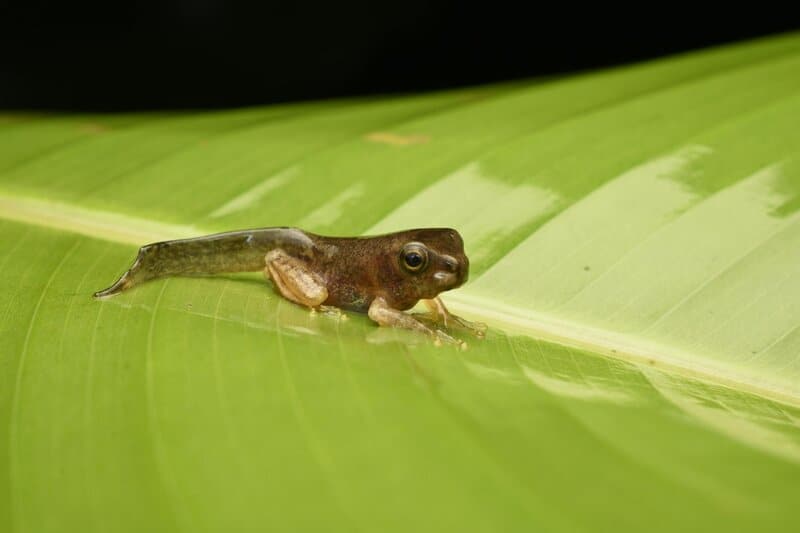 The Science Behind Amphibians&#8217; Underwater Breathing: A Dive into Evolutionary Adaptations