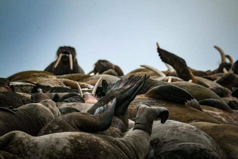 34 Animals That Sleep in the Weirdest Ways