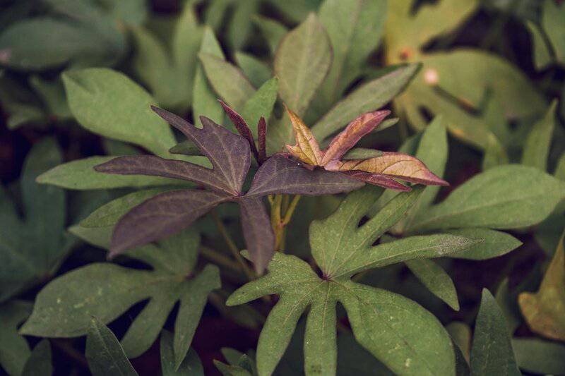 Space Farming: How Zero-Gravity Experiments Are Revolutionizing Crop Cultivation on Earth