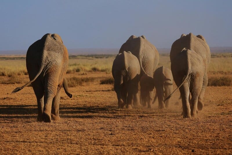 The Elephant Graveyards Are Real—And Scientists Finally Know Why They Exist