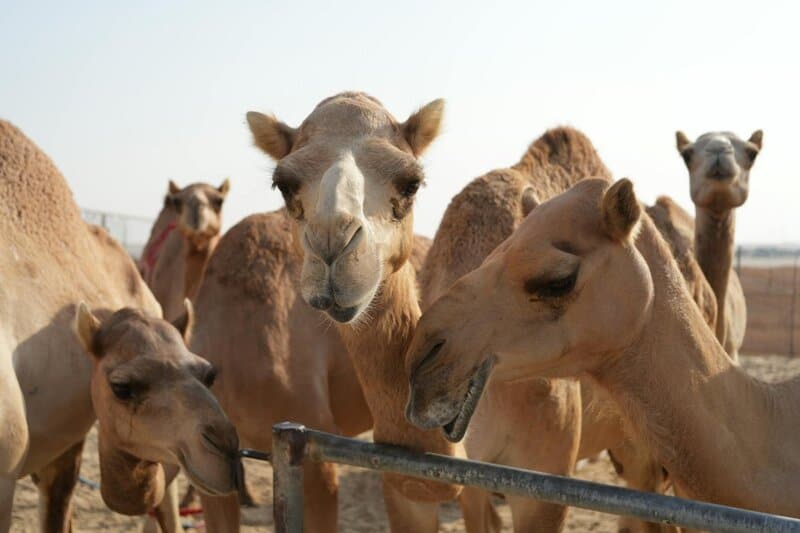 32 Animals That Control the Weather Like Tiny Gods