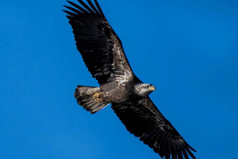 25 Animals That Could Easily Take Over the World (If They Wanted To)