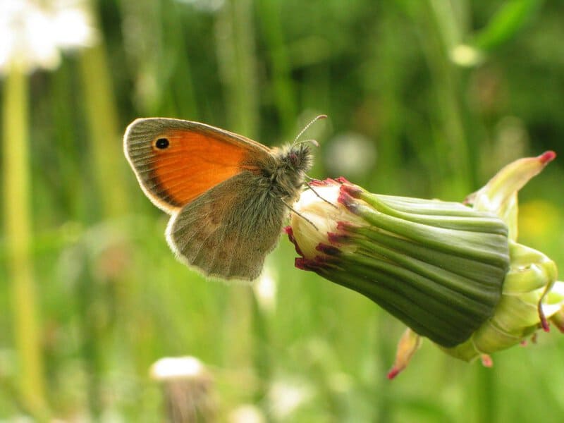 The Amazing World of Insects: 33 Shocking Truths About the World&#8217;s Most Abundant Animals