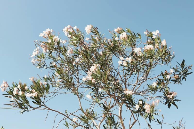 Popular Houseplants That Are Surprisingly Toxic to Pets and Children