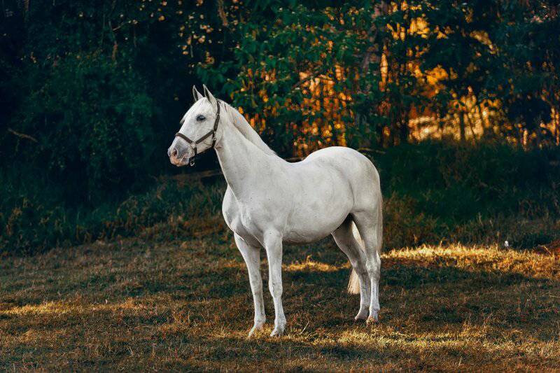 23 Most Stunning Horse Breeds That Will Leave You Breathless — A Visual Journey Through Nature&#8217;s Finest Designs