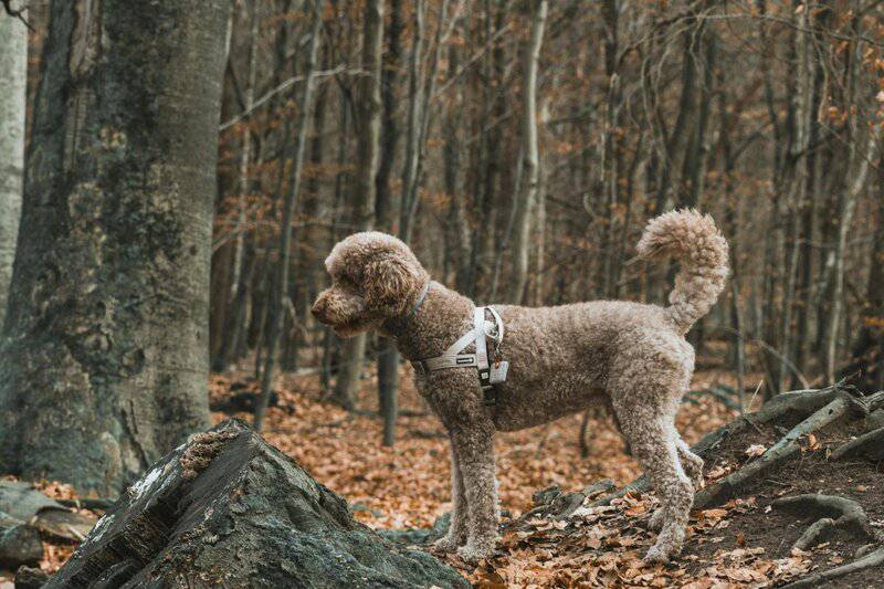 20 Low-Maintenance Dog Breeds Perfect for Busy Owners and 5 That Require Extra Care