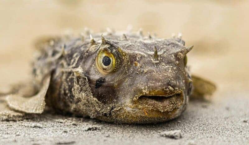 15 Animal Behaviors That Are Surprisingly Scientific