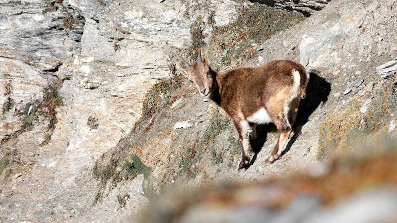 Forget Marvel—These Real Animals Have Rear Superpowers