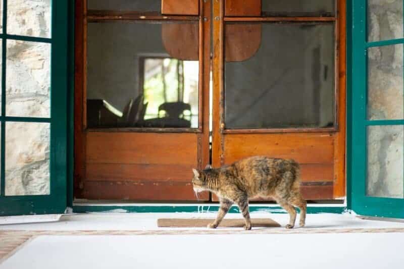 Adopting a Senior Cat: Why Older Pets Might Be the Perfect Addition to Your Home