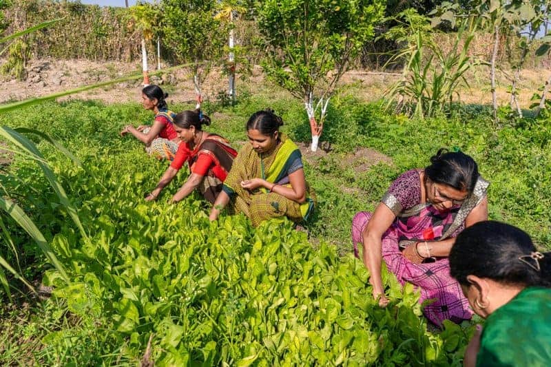 15 Scientific Innovations Fighting World Hunger