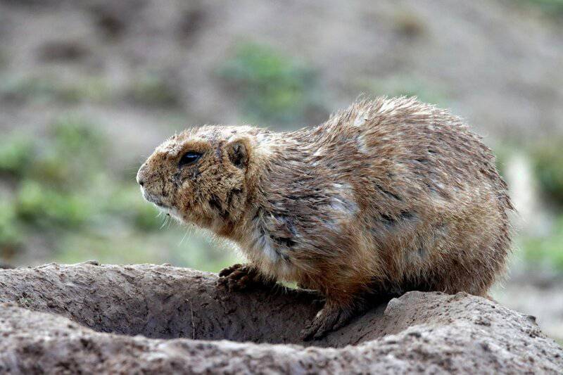 15 Animal Behaviors That Are Surprisingly Scientific