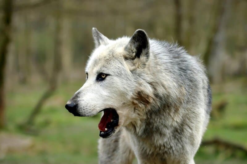 25 Animals That Could Easily Take Over the World (If They Wanted To)