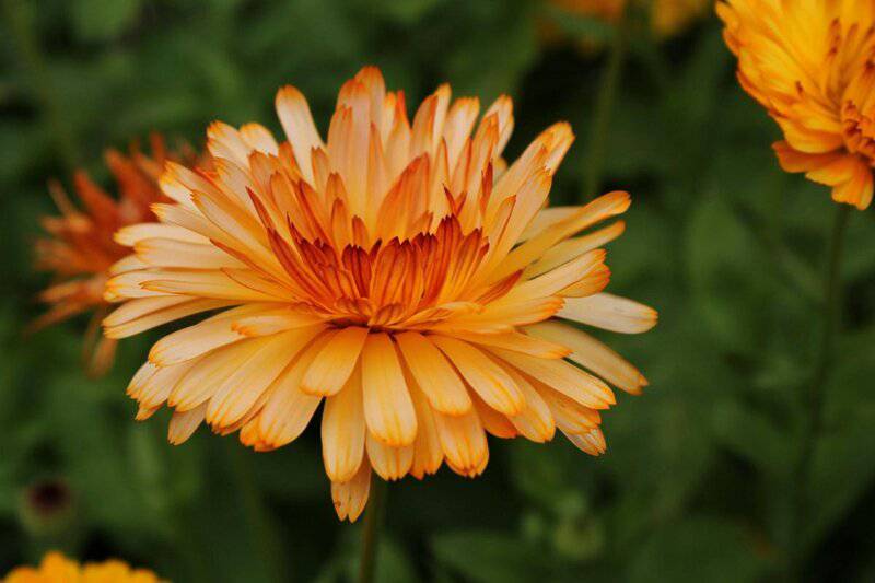 30 Highly Useful Plants To Add To Your Garden