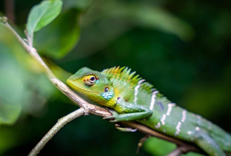 25 Exotic Pets So Weird, Your Dog Will Look Boring in Comparison